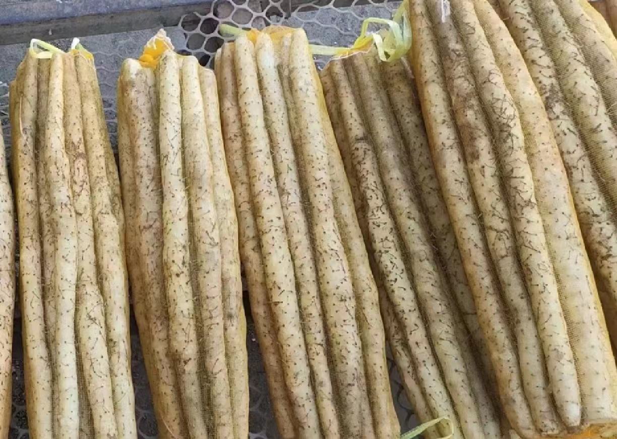 山药奶酪棒搓成圆柱形并撒上黑芝麻后冷藏定型