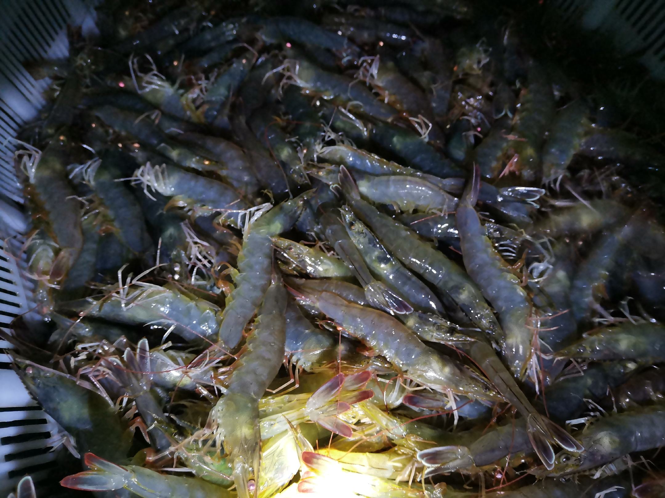 对虾饲料拌药及投喂过程特写