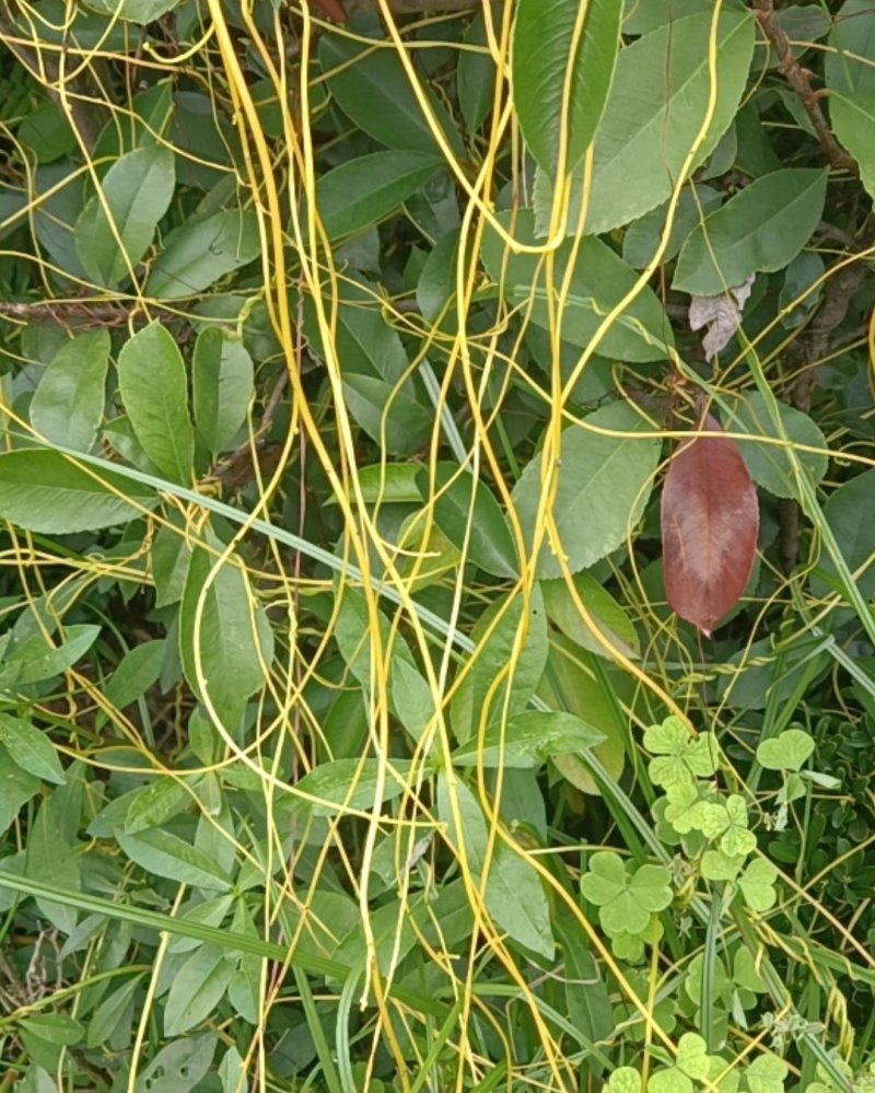 菟丝子