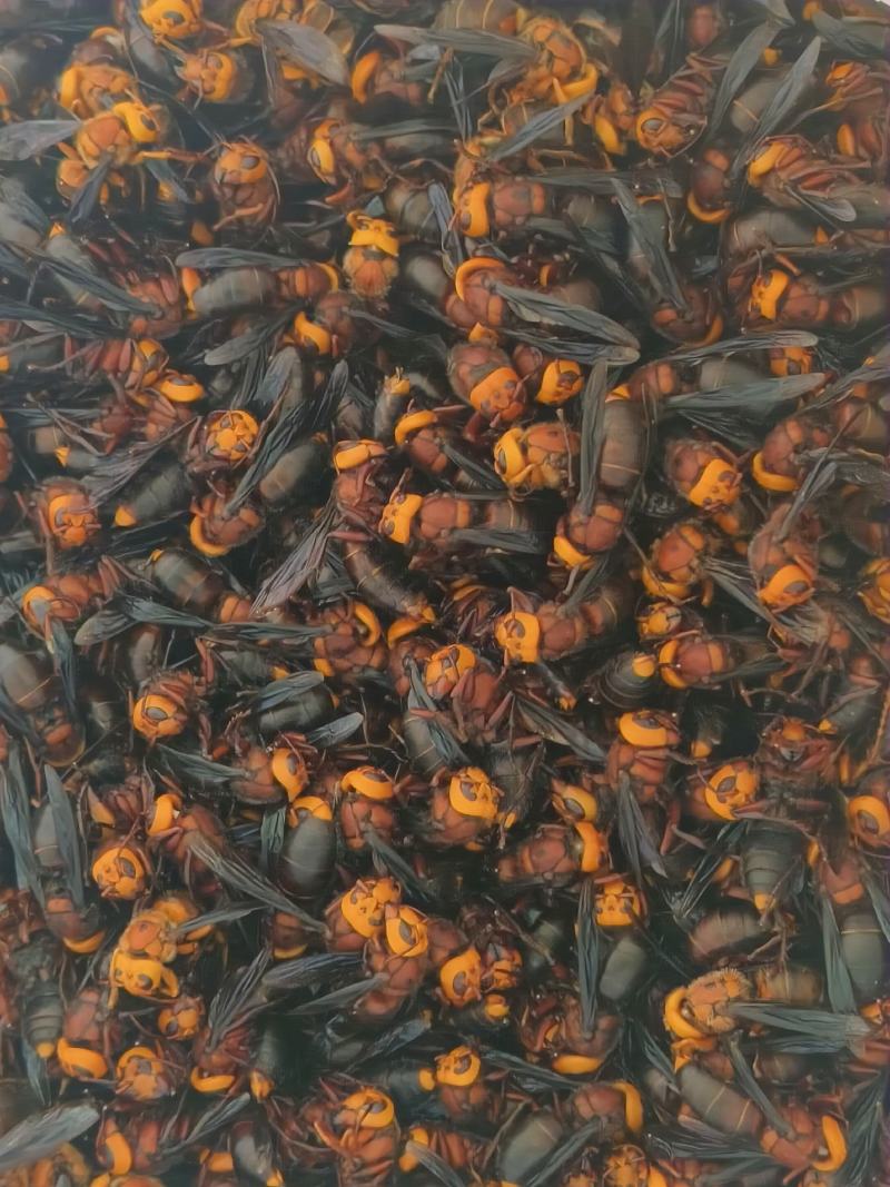 马蜂大土蜂虎头蜂泡酒风湿酒