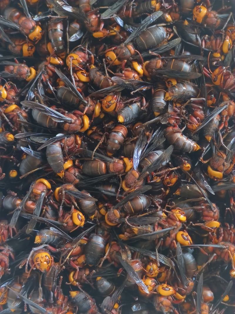 马蜂大土蜂虎头蜂泡酒风湿酒