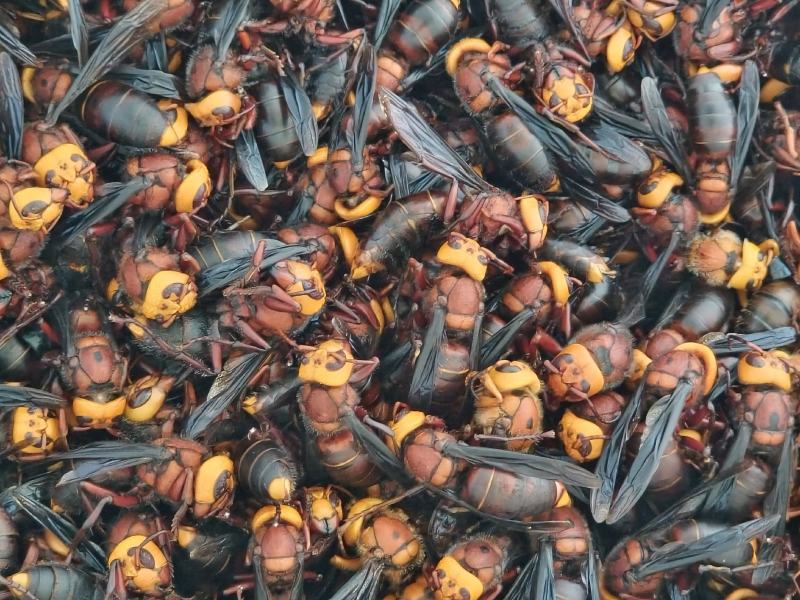 马蜂大土蜂虎头蜂泡酒风湿酒