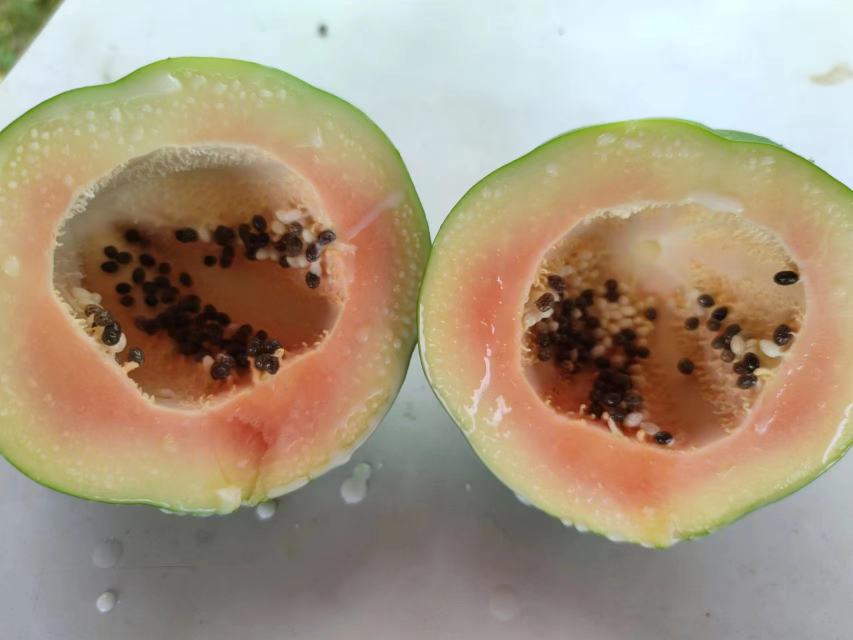成熟的木瓜切开后可见大量黑色椭圆形种子整齐排列于果腔内,种子表面光滑有光泽,周围包裹透明胶质膜 木瓜剖面展示黑色种子排列