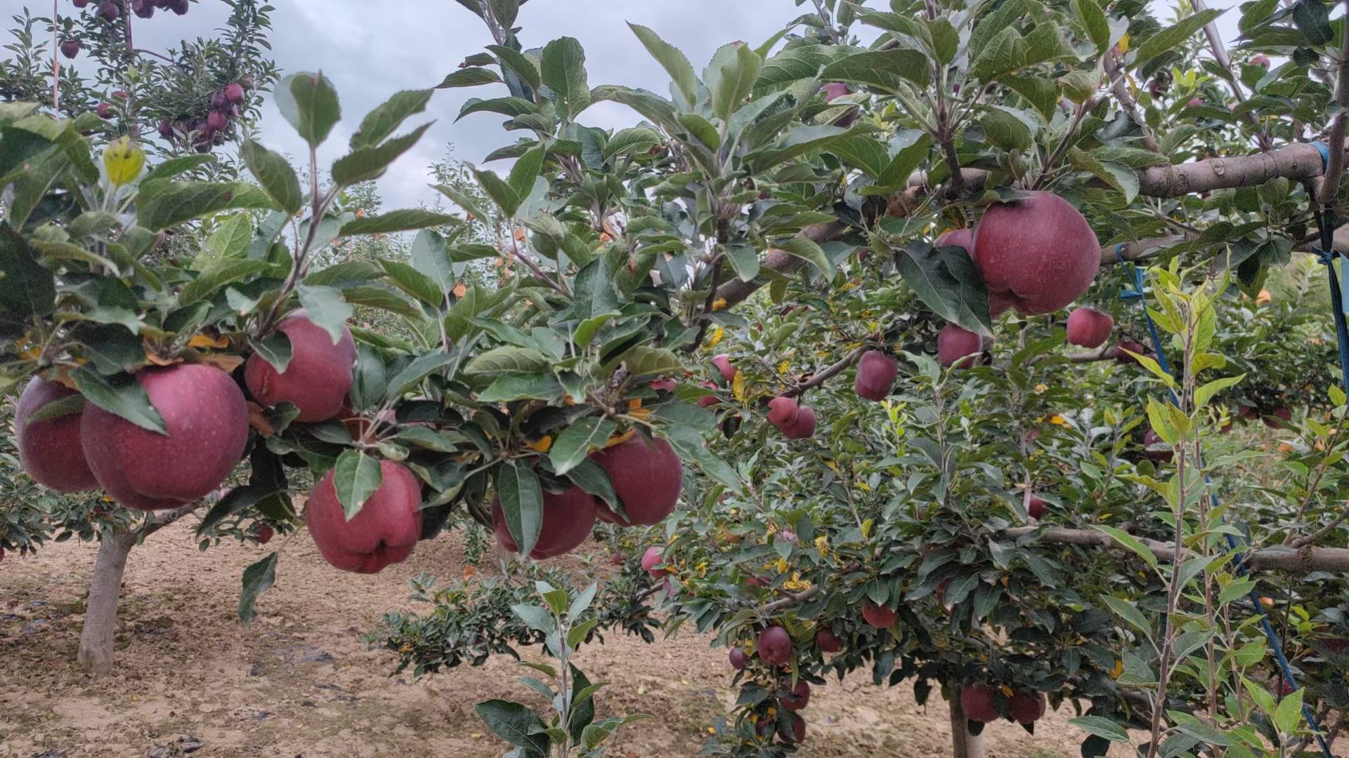 甘肃天水花牛苹果种植基地实景