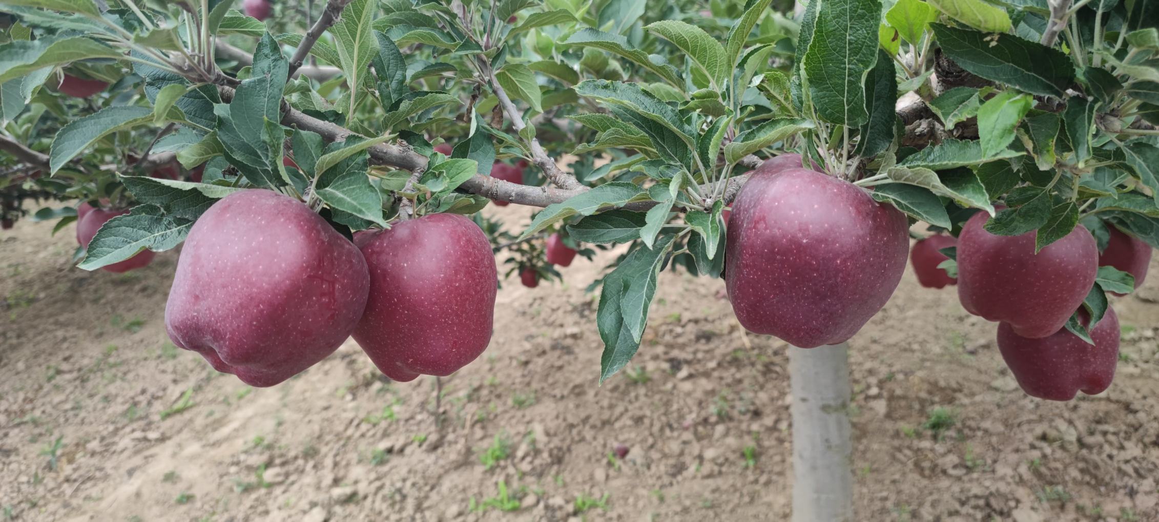 甘肃花牛苹果果园航拍
