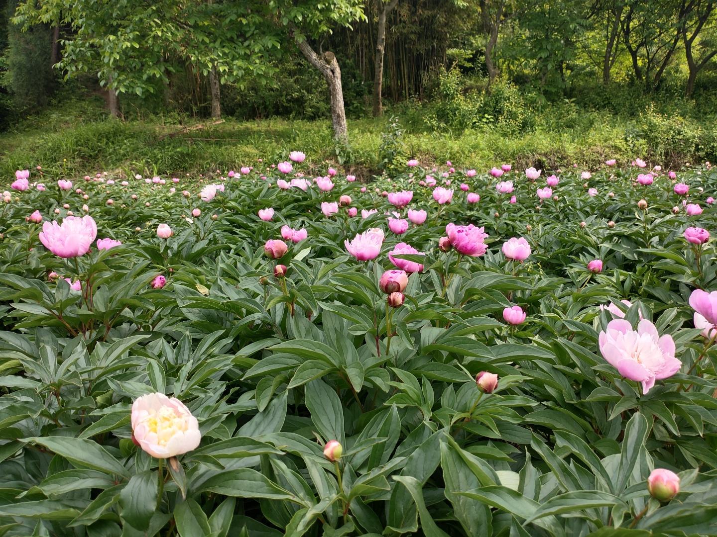 一束由红色雏菊制作而成的花艺作品,搭配绿叶与其他花卉,色彩协调,造型美观 红色雏菊花束与花艺设计展示