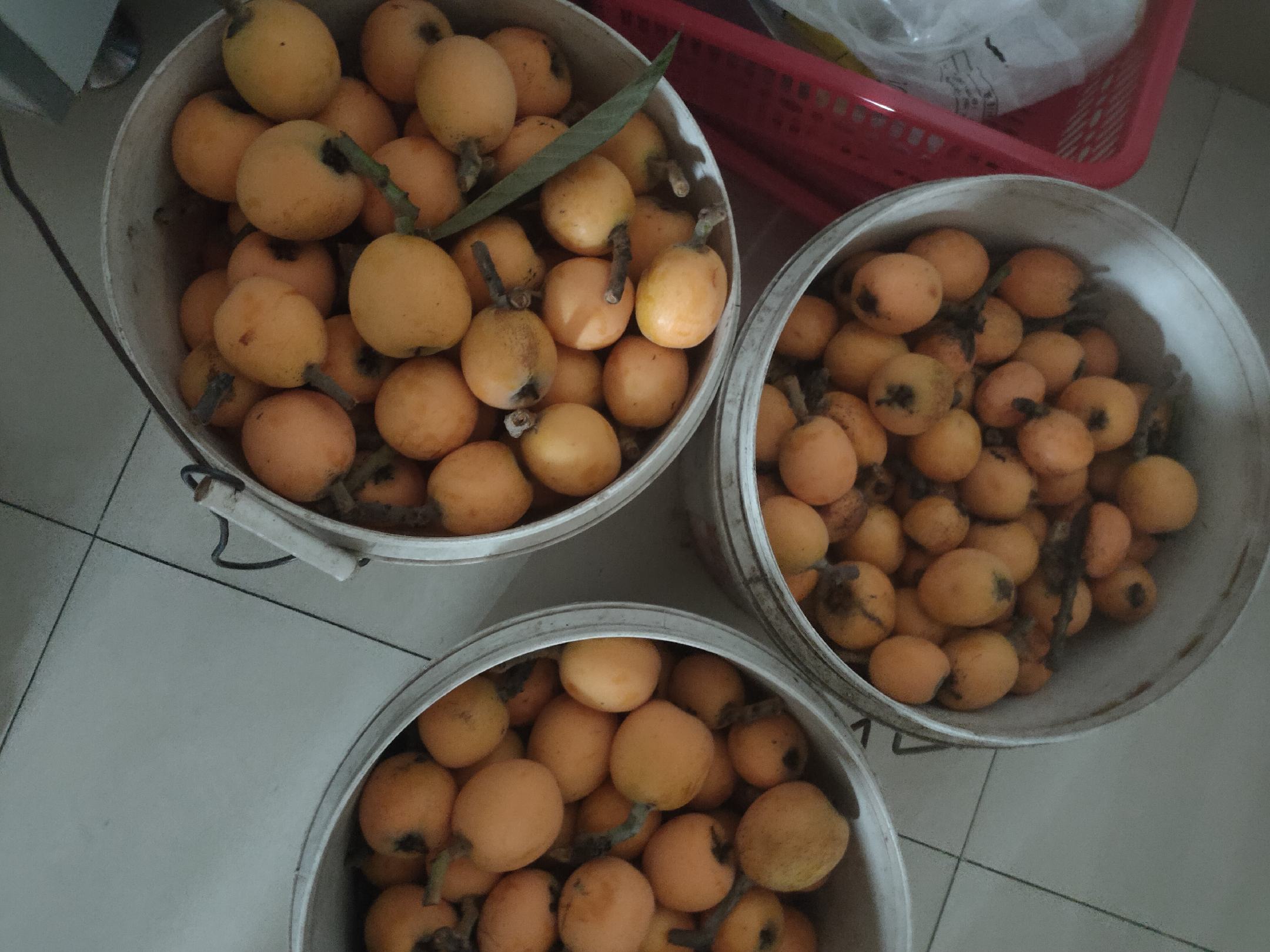 杨梅与枇杷对比图