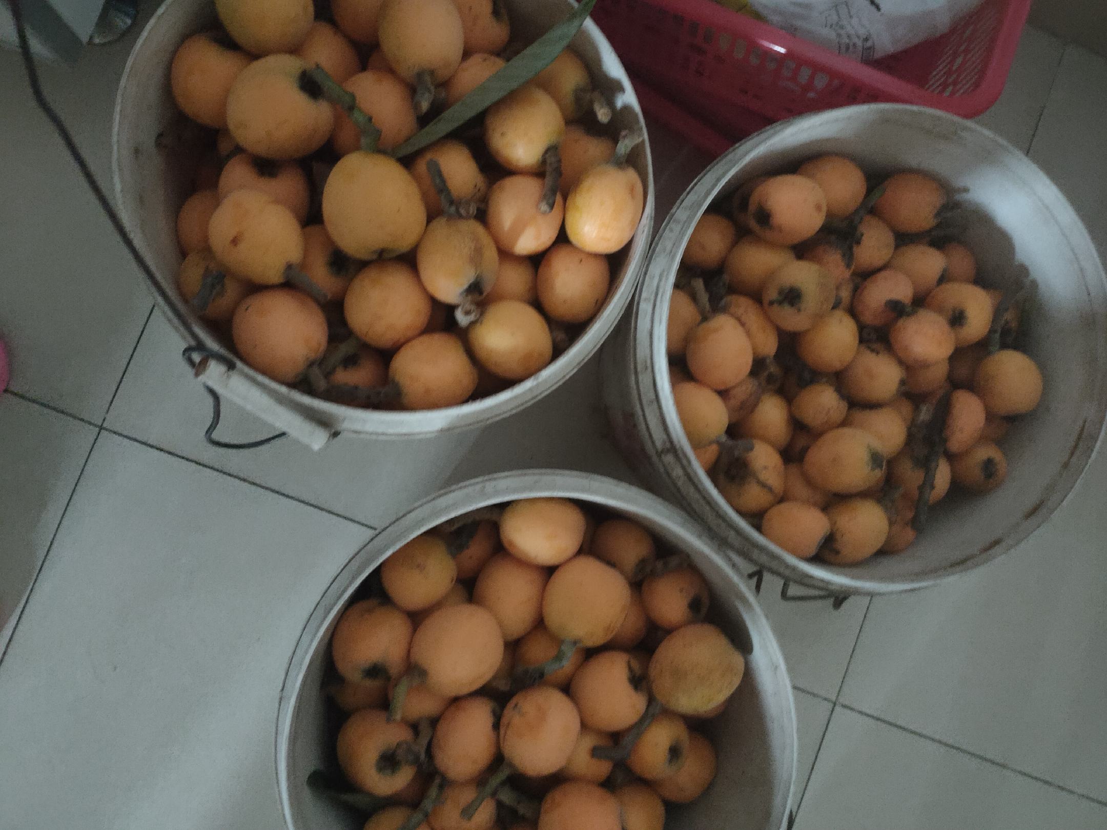 梨果拼盘