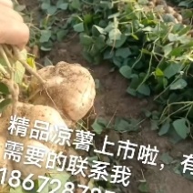 湖北凉薯热销中