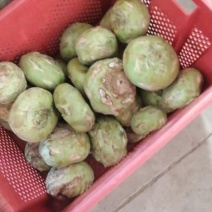 现有一万多斤苤蓝急需出售