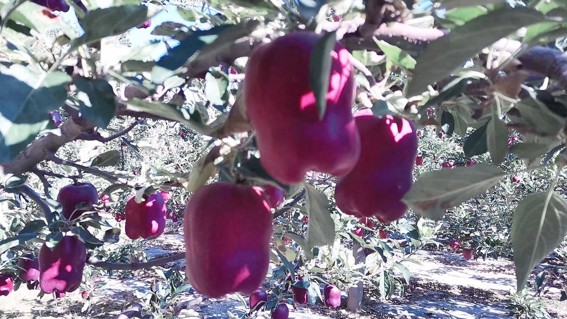 花牛苹果果园全景