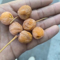 银杏果
