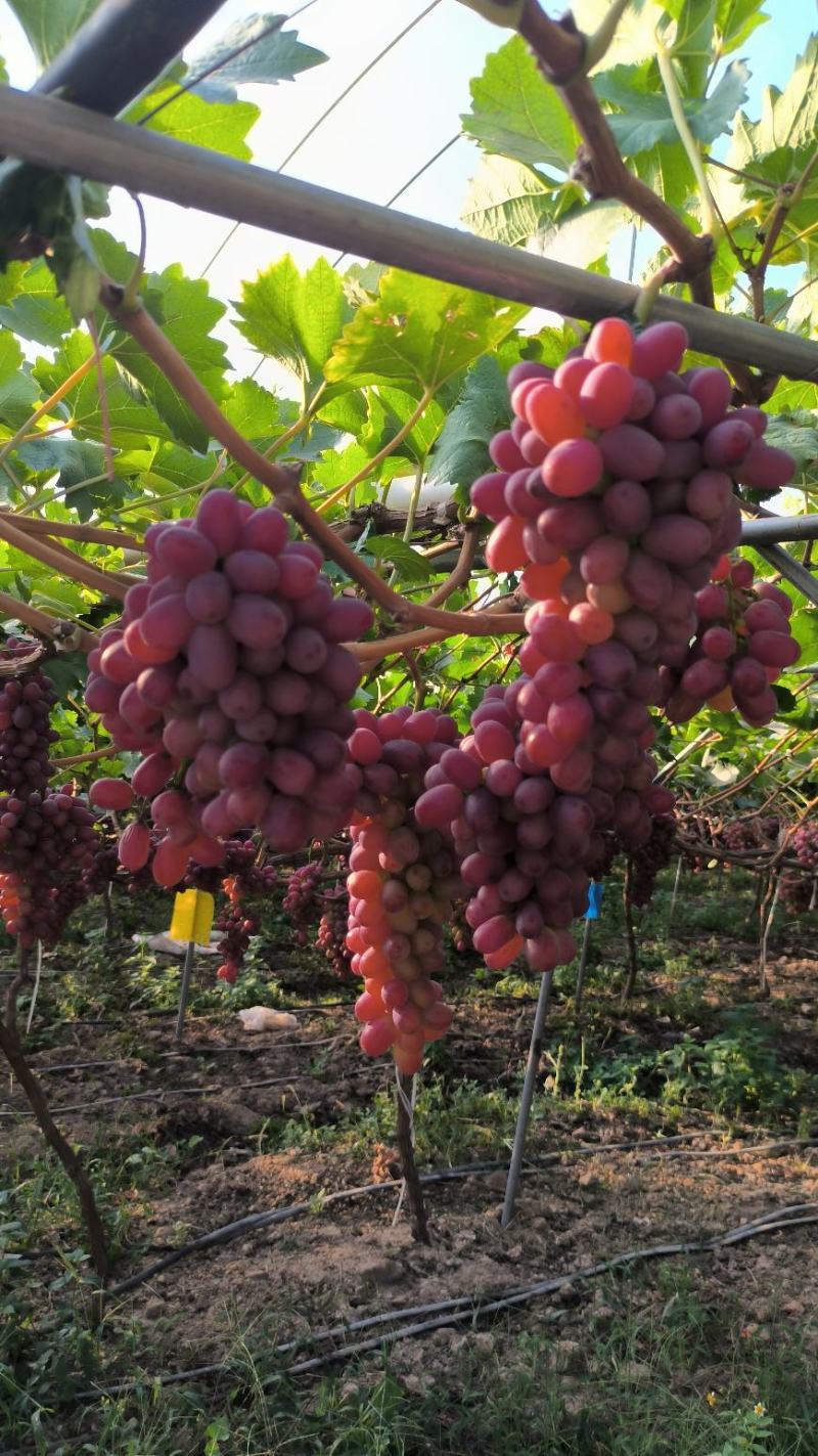 特仑苏葡萄