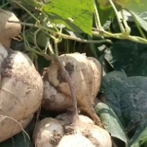 湖北天门豆薯产地直供一手货源可供各大市场商超电商