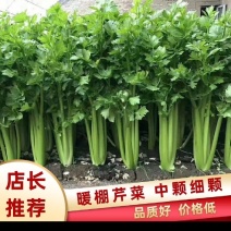 大中小颗西芹货源充足产地直供可视频看货欢迎订购