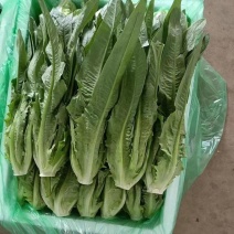 油麦菜