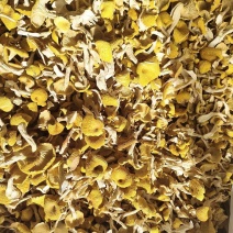 农家自种鸡油菌，烘干当季鲜货