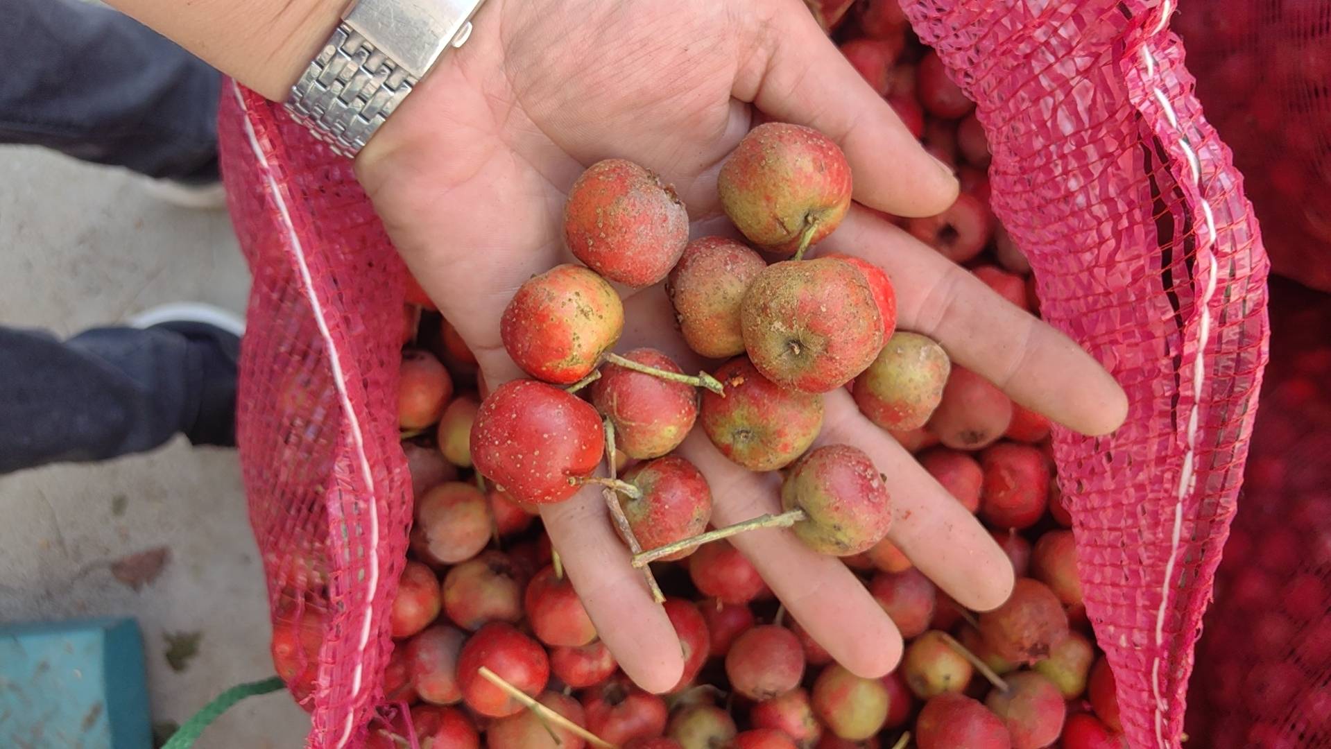 山楂营养成分结构示意图