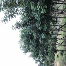 黄槐