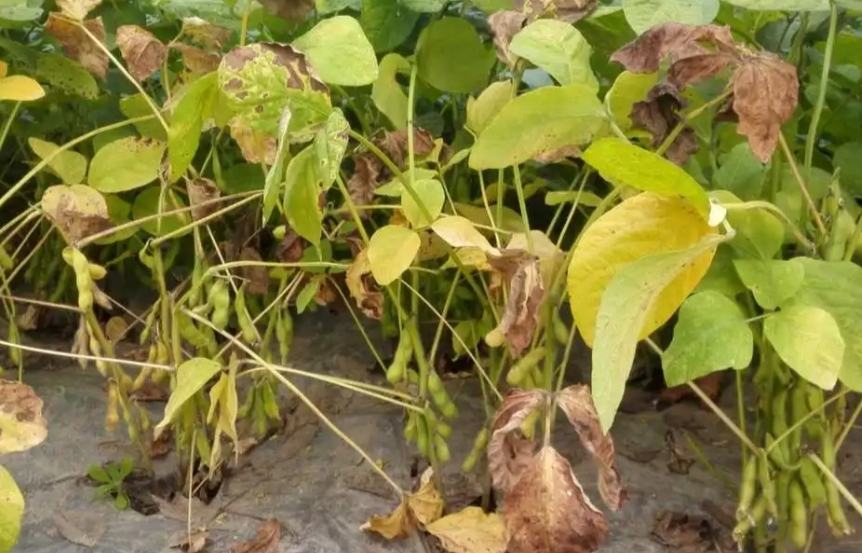 荷兰豆移栽后一周生长状态对比图