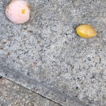 银杏果（白果）