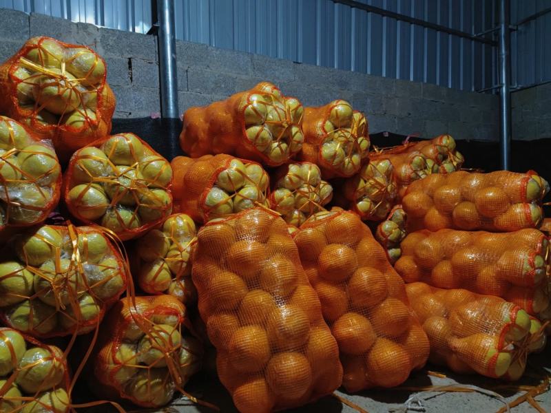 江永老树沙田柚