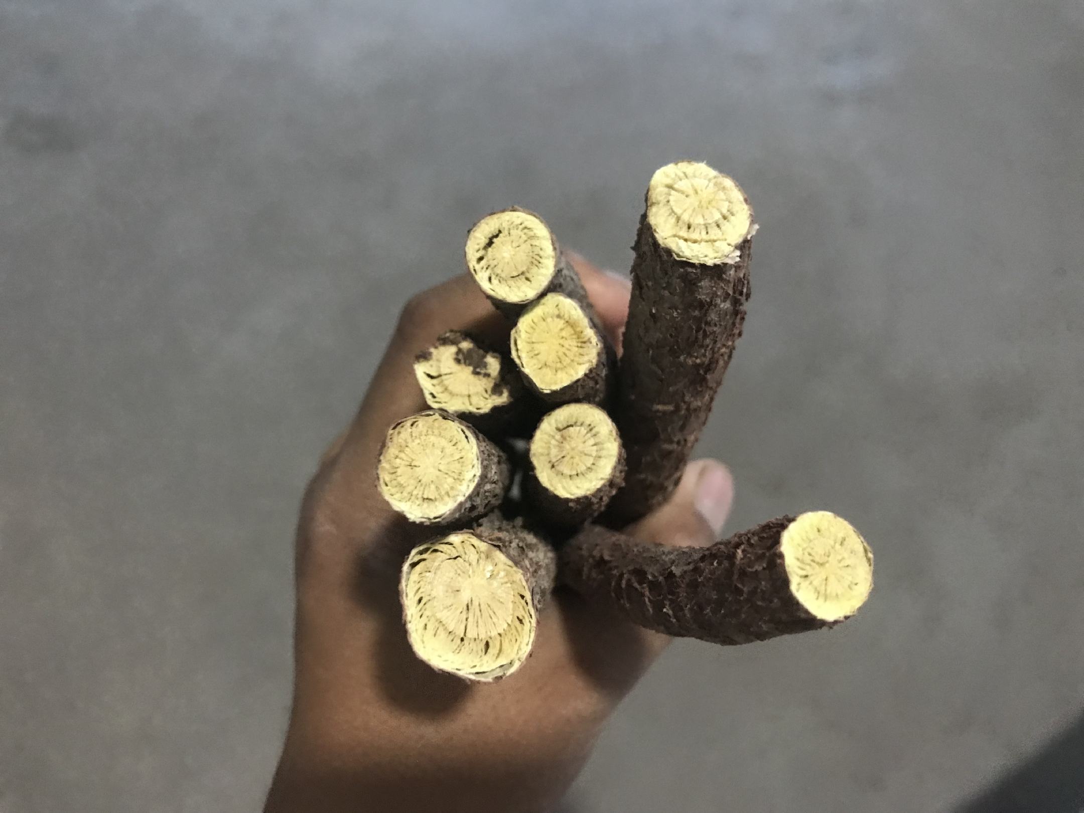 浙贝母切片显微图