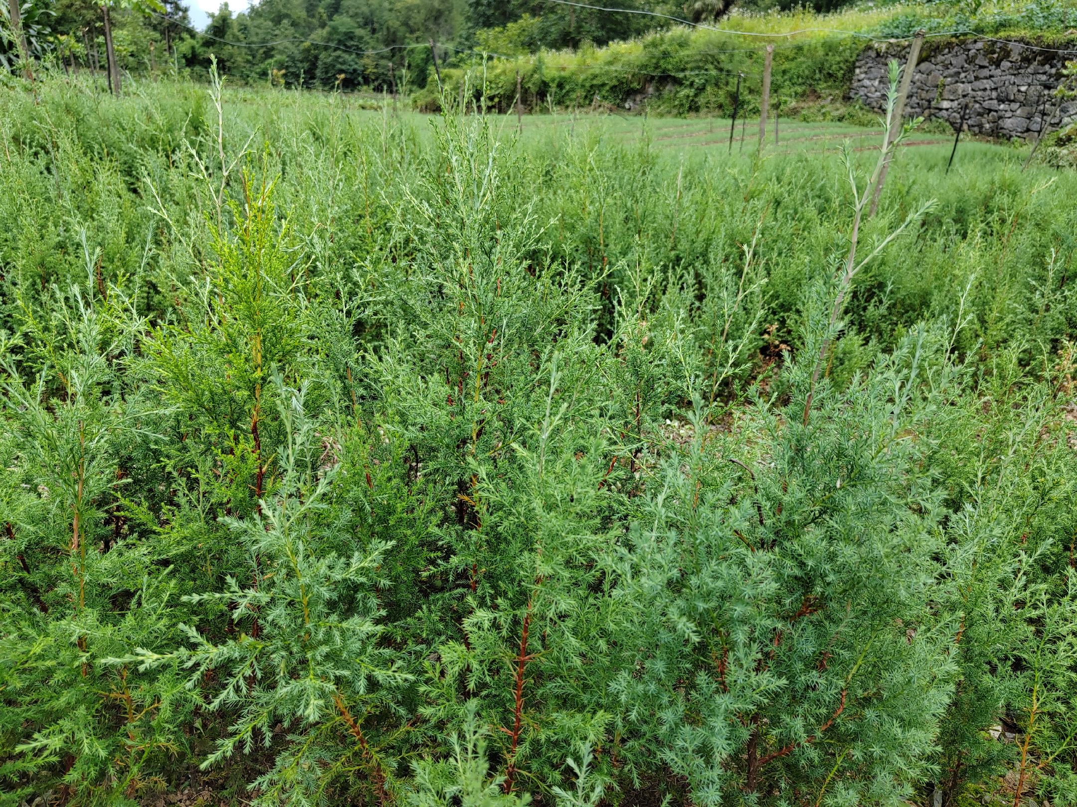 青州侧柏小苗种植基地航拍图
