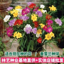 香雪兰种球小苍兰四季多年生球根易种花卉盆栽种子芳香