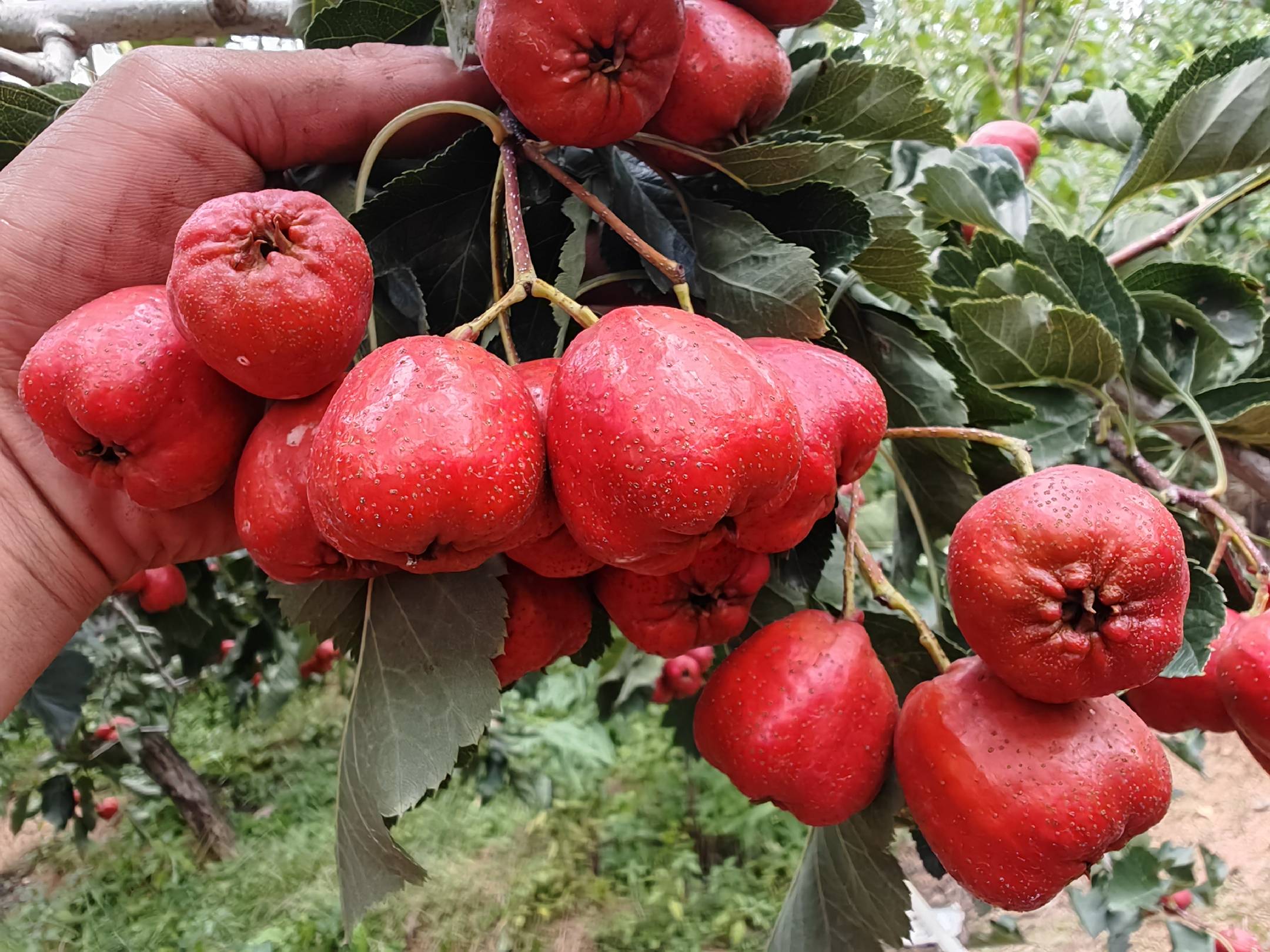 无人机航拍视角下的大五棱山楂种植园,整齐排列的果树覆盖丘陵地带,正值秋季收获季节,树上挂满红彤彤的果实,农民正在田间采摘,远处有农用车辆运输果实,展现规模化生态种植场景 大五棱山楂果园航拍