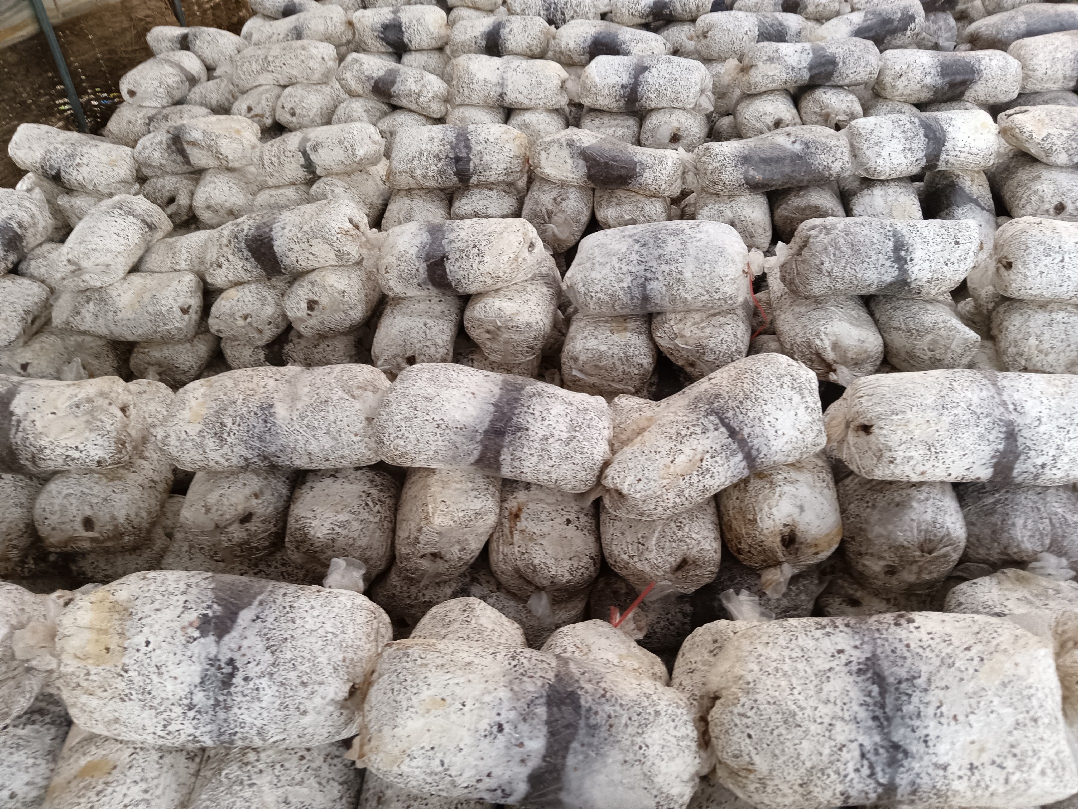 冬季温室内的平菇栽培现场