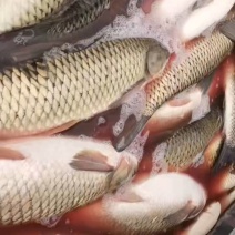 青鱼