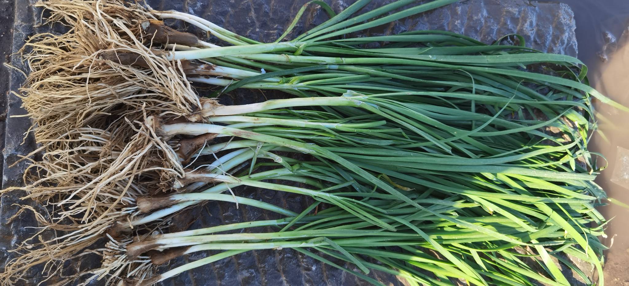 图片说明:新鲜绿色韭菜的叶片细节,展示其纤维结构和色泽 新鲜采摘的绿叶韭菜特写