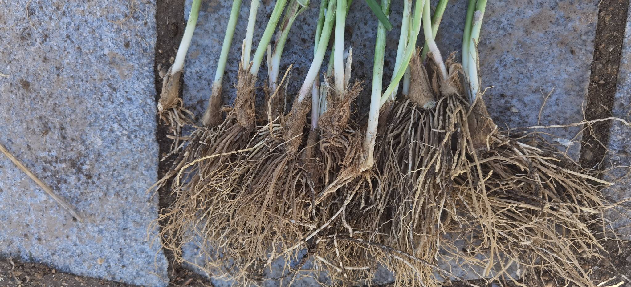 韭菜根瘤病害示意图