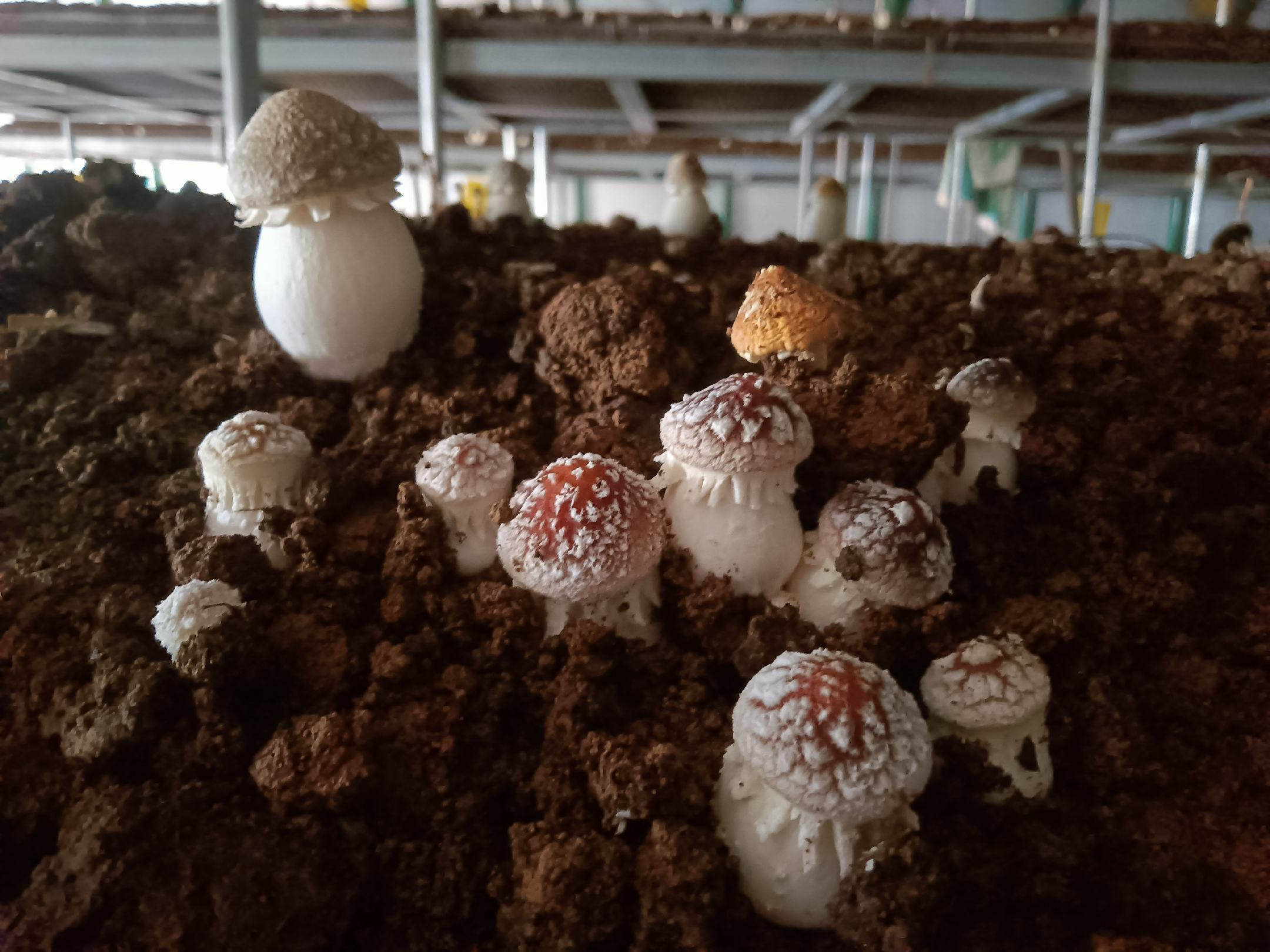 松茸林地促繁示范区