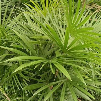 贵州黔南细叶棕竹产地货源批发价格行情