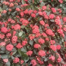 龙船花