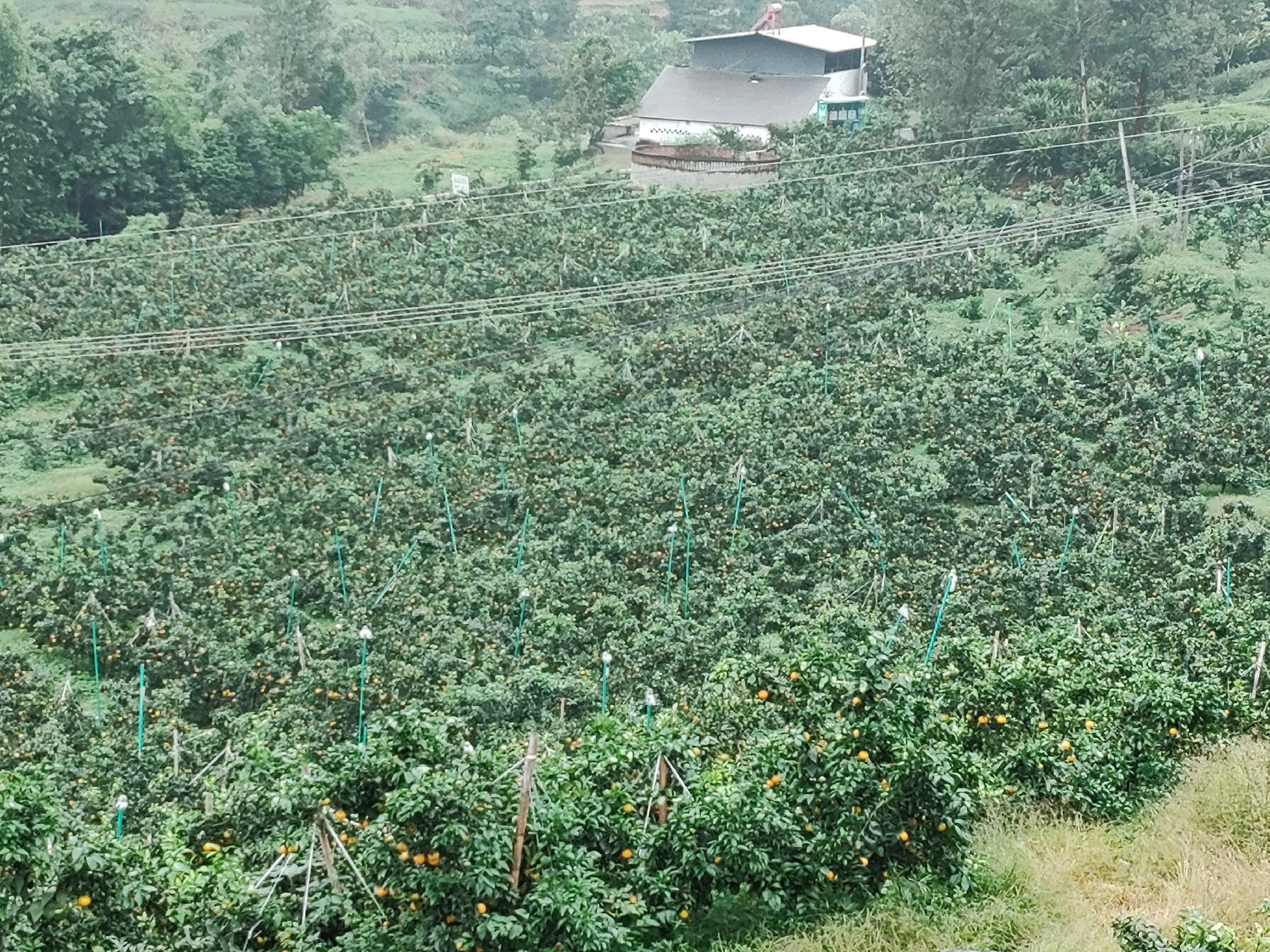 井研县柑桔果园航拍全景