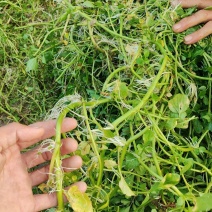 优质西洋菜种种苗