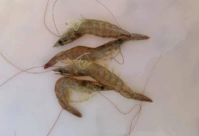 对虾整体特写