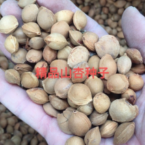 山杏种子山杏核每年加工新种子春季是沙藏好的