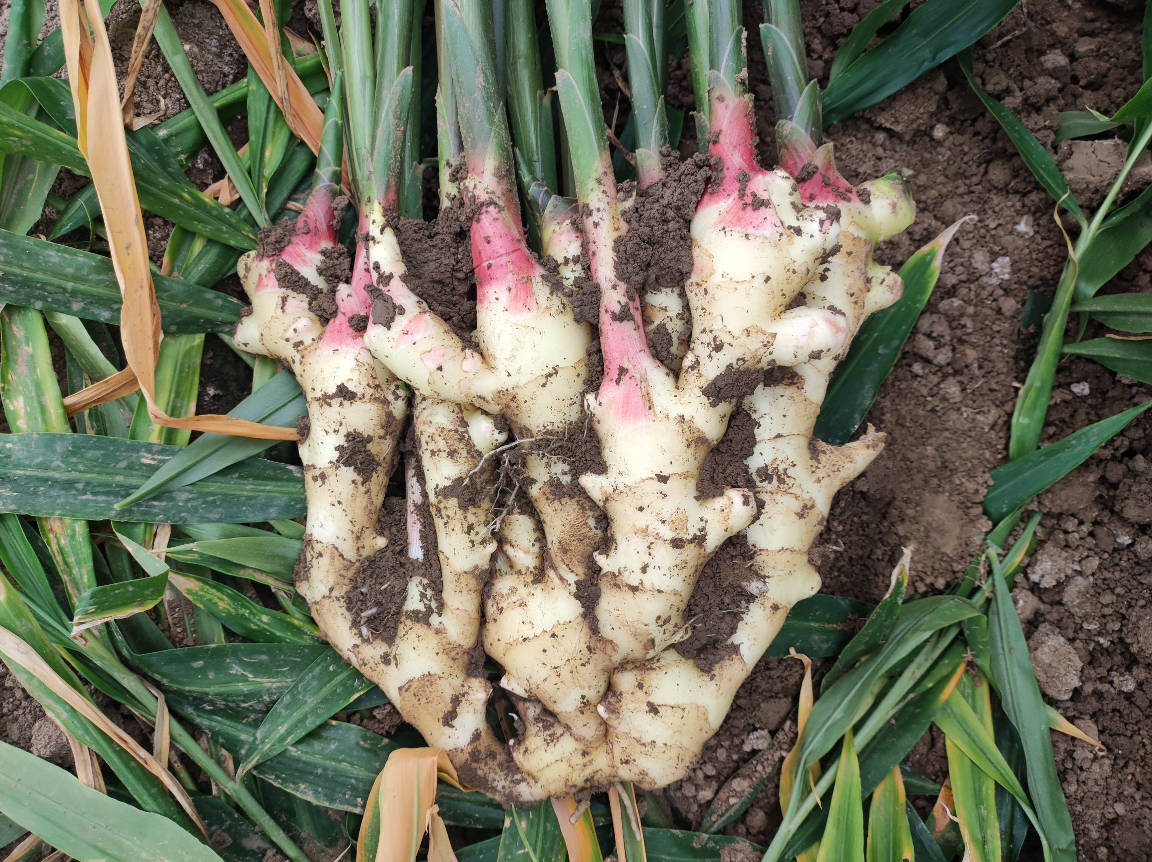 云南红河州金平县高山生态种植基地实景:采收工人戴棉质手套轻拔姜株,土垄呈典型红壤结构,地头放置便携式pH/EC检测仪显示土壤参数,突出‘产地唯一性’场景 农户在云南红河梯田采收鲜嫩小黄姜:晨雾中手握带泥姜块,背景可见海拔标尺牌(1420m)和土壤pH试纸显色(pH5.4)