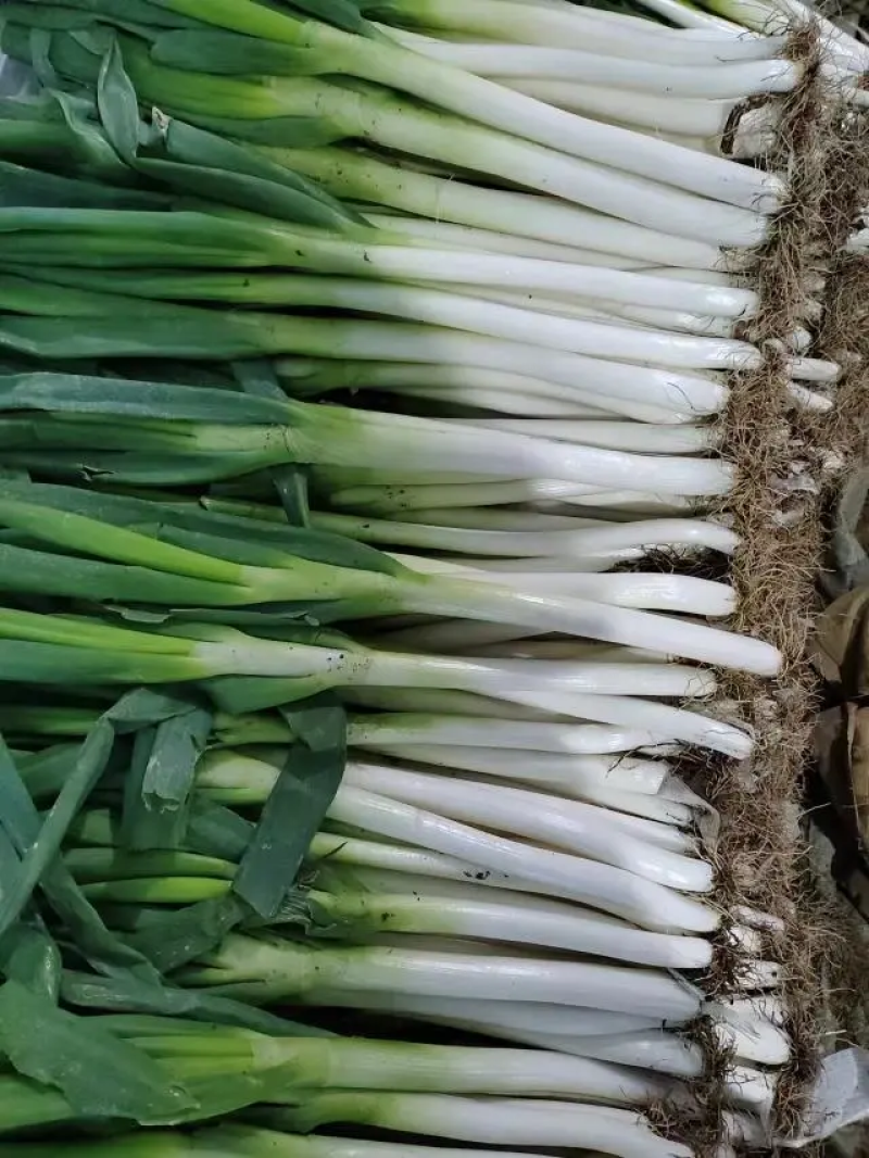 铁杆大葱山东费县大葱铁杆大葱基地直供欢迎电联