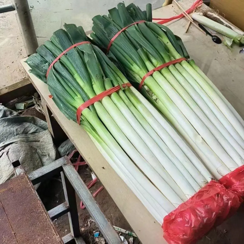 铁杆大葱山东费县大葱铁杆大葱基地直供欢迎电联
