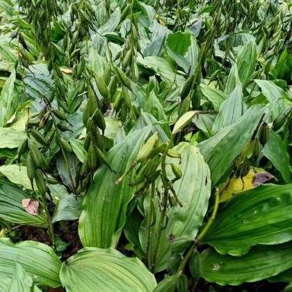 毛慈菇价格行情