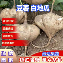 【精品】豆薯/凉薯/地瓜，大量上市，瓜白汁多，品质保证