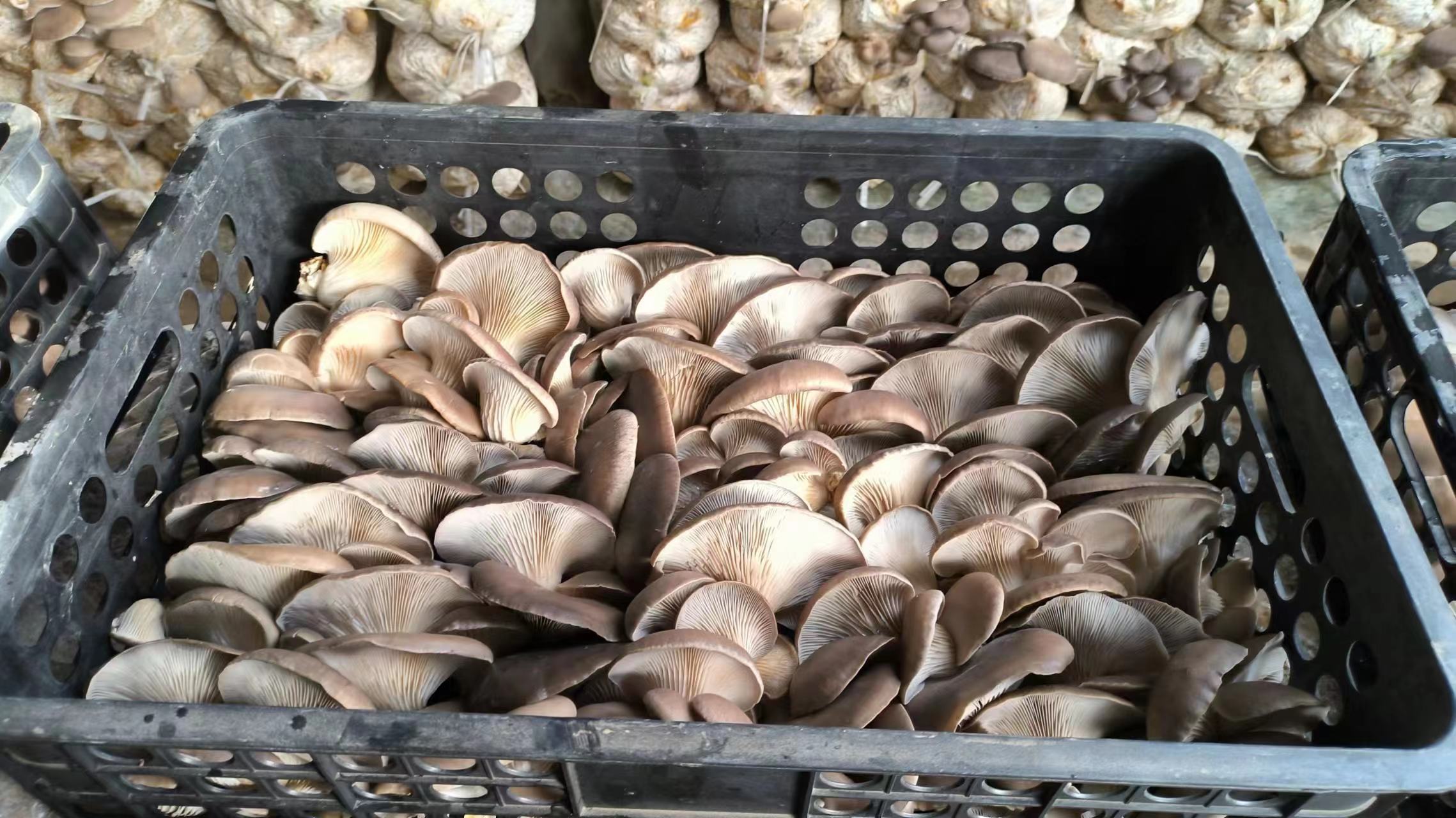 红平菇采摘现场 红平菇采摘现场