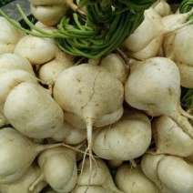 【新鲜上市】湖北凉薯豆薯地瓜可视频实地看货货源稳定