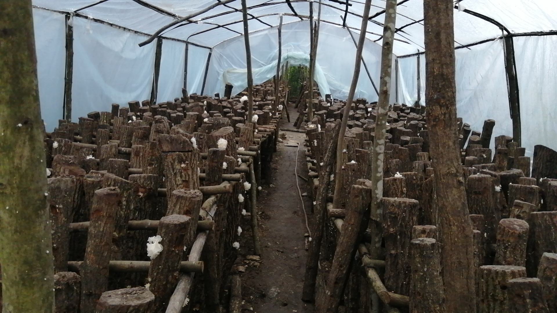 银耳出耳阶段管理实景图