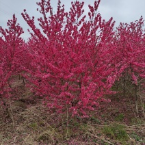碧桃基地，品种碧桃红叶碧桃。寒红碧桃，菊花碧桃